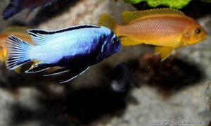 Metriaclima koningsi